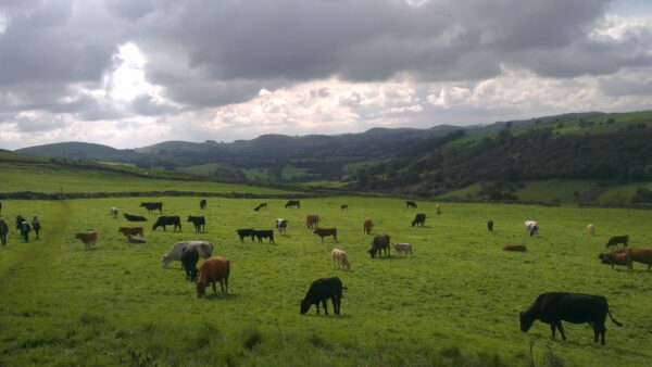 Hartington Cows